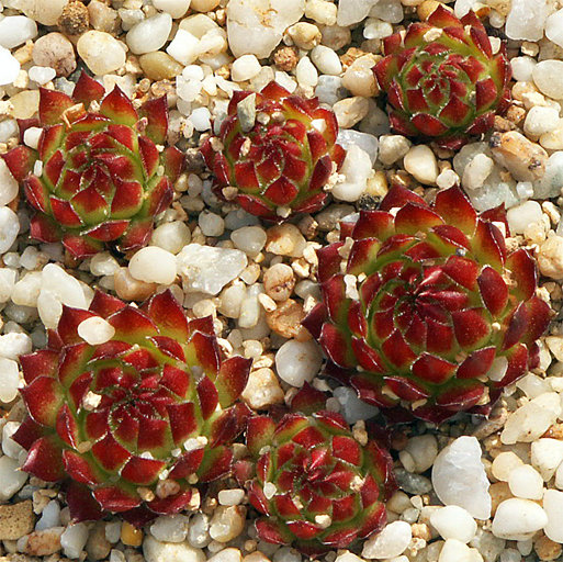 Sempervivum 'Beta'
